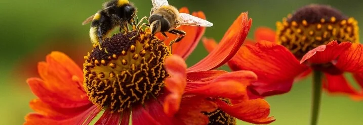Biene und Schwebfliege auf Blume